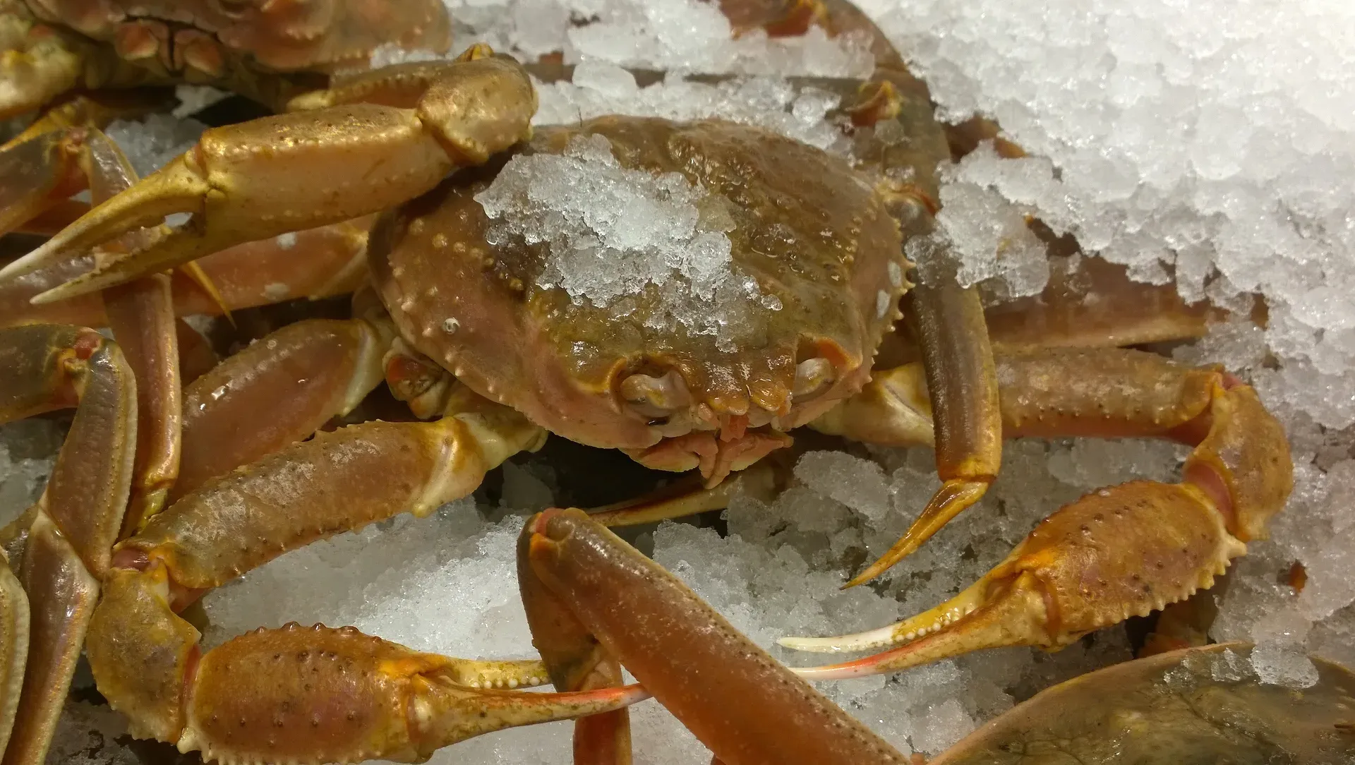 Crabe des neiges vivant sur glace, Poissonnerie Pêcherie Manicouagan