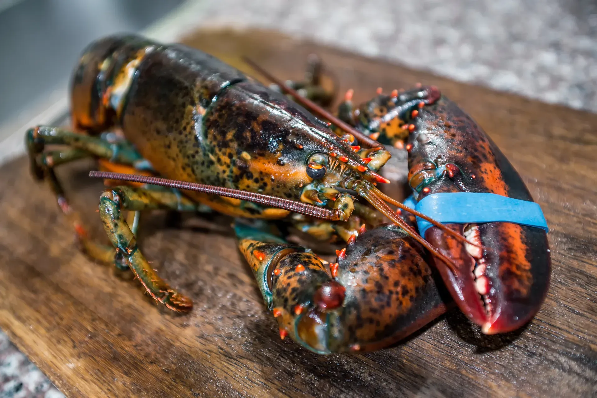 Homard vivant frais, Poissonnerie Les Escoumins