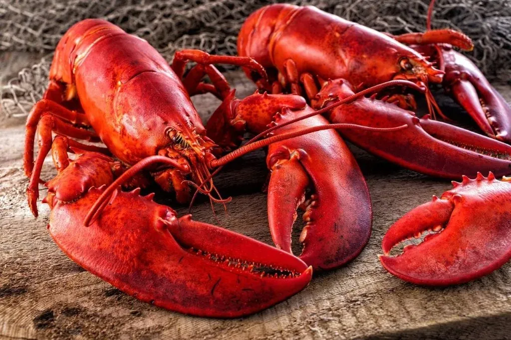 Homard, Poissonnerie Les Escoumins